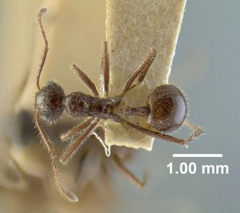 Media type: image;   Entomology 20788 Aspect: habitus dorsal view